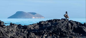 Go Galapagos Travel Blog 2026 | Articles, tips & more | Galapagos
